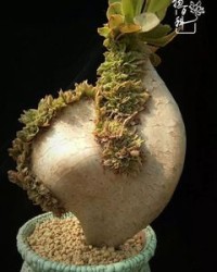 肉的组词有哪些(肉的组词怎么组)