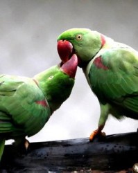 鹦鹉的喙怎么读怎么组词