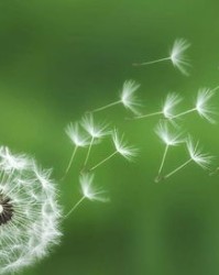 蒲公英的服可以怎么组词