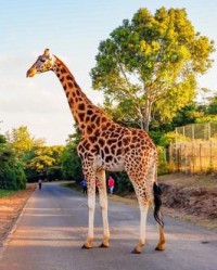 煲怎么组词(煲的读音和组词是什么)