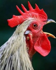 公鸡叫鸣的鸣怎么组词