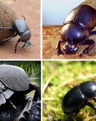 度屎壳郎的屎怎么组词