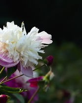 勺药的勺怎么组词