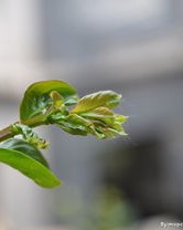 绿芽的绿和芽怎么组词