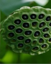 蓬能怎么组词语