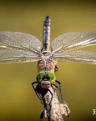 蜻蜓了停怎么组词