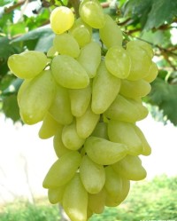 葡萄的炮怎么组词