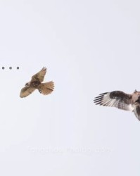 像老鹰的鹰字怎么组词