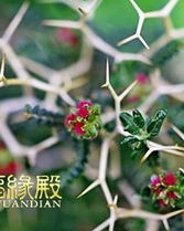 荆棘的棘怎么可以组词