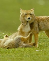 狼毒狼毒狼怎么组词