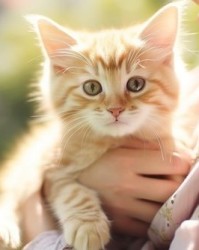 绒猫怎么组词