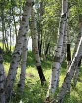 羊怎么组词杨树