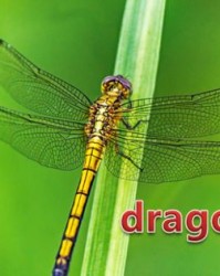 我蜻蜓的蜓怎么组词