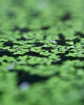 浮萍的拂怎么组词