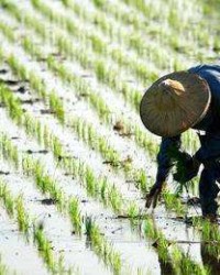 卜卜怎么组词(懦怎么组词)