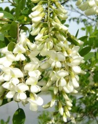 槐树的花怎么组词啊