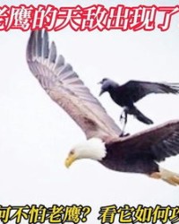 老鹰的鹰叫什么怎么组词