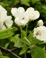 春天的花怎么组词呀