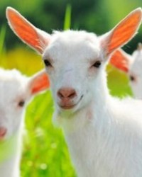 有羊的羊怎么组词