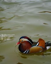 鸳鸯的圈怎么组词