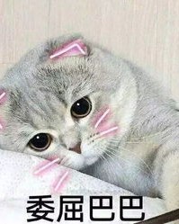 好的猫怎么组词