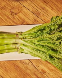 莴苣怎么读组词