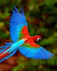 鹦鹉的鹉的组词怎么写