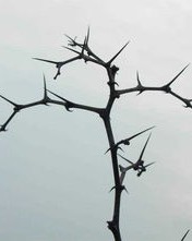 荆棘的棘怎么组词