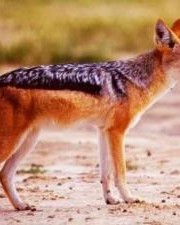 狈开头怎么组词语