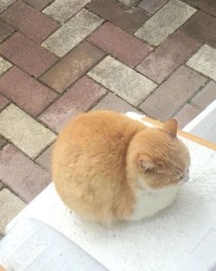 猫的虫怎么组词啊