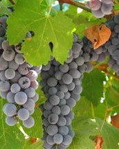 小度葡萄的萄怎么组词