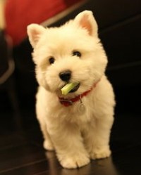 给我买个狗怎么组词啊