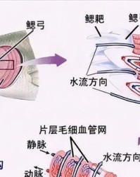 鱼鳃的鳃怎么组词