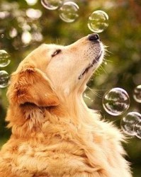 小狗的狗怎么组词