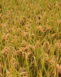 水稻穗的组词怎么写