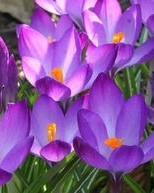 鲜花的鲜怎么组词