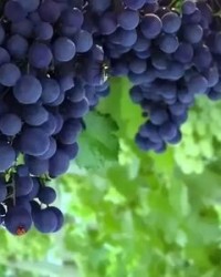 葡萄还怎么组词呀