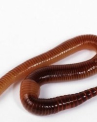 蚯蚓蚓怎么组词