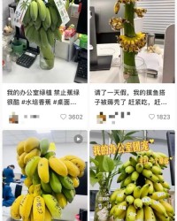 一把香蕉怎么组词