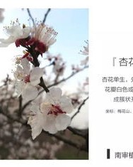 杏花的杏怎么组词哎呀