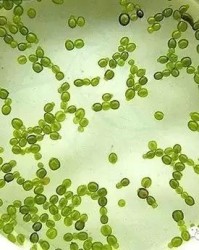 浮萍的萍子怎么组词