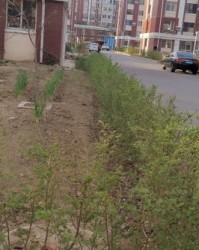 溪畔的畔怎么组词