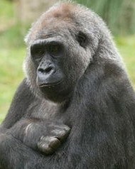 大猩猩的猩怎么组词