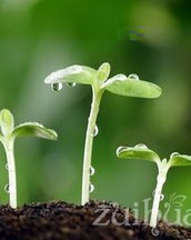 嫩芽的嫩要怎么组词