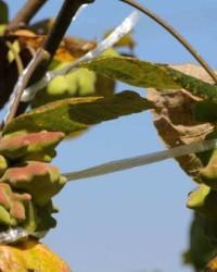 牙虫的蚜蚜怎么组词