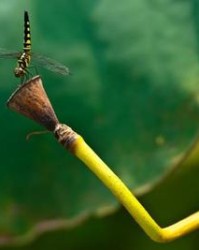 例怎么组词(例怎么组词语)