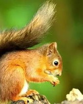 鼠松鼠的鼠字怎么组词