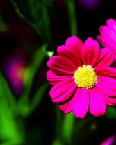 喜欢花怎么组词呢