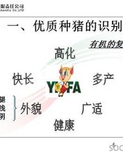 猪的杨怎么组词