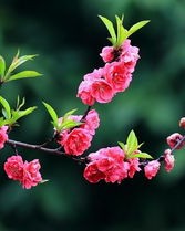 花朵的的朵怎么组词